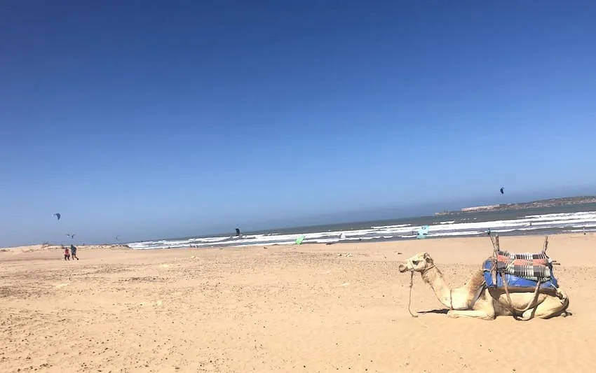 Chameau et kitesurf sur la plage à Essaouira